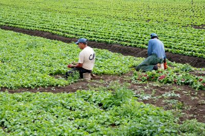 lavori campagna