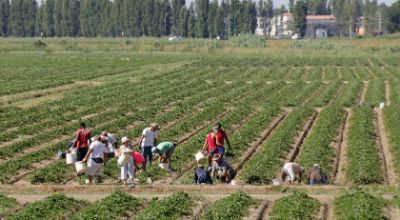 lavoratori campagna lavoratori campagna